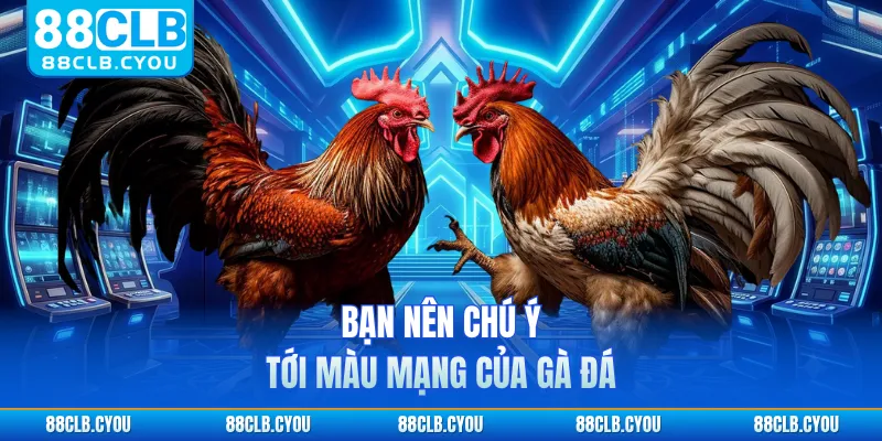 Bạn nên chú ý tới màu mạng của gà đá